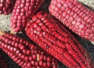 En México el maíz es uno de los productos más representativos, incluso es un símbolo de identidad para los mexicanos. Desde épocas precolombinas el maíz ha sido domesticado, esta acción lo coronó como el ingrediente base de la alimentación mexicana.