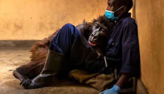 La gorila 'Ndakasi' que se hizo famosa en 2019 gracias a una 'selfie', murió a los 14 años de edad, por una enfermedad prolongada que deterioró su salud (ESPECIAL) 