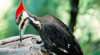El Gobierno de Estados Unidos propuso la declaración de extinción de 23 especies animales, entre ellos el pájaro carpintero de pico de marfil, de la que responsabilizó al cambio climático y la desaparición de sus hábitat naturales. (ESPECIAL) 
 