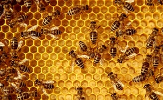 Ante el cambio climático, las abejas se desplazaron hasta encontrar un hogar en el Altiplano, algunas cerca del lago Titicaca (ESPECIAL) 