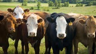 Especialistas del Servicio de Investigación Agrícola (ARS) del Departamento de Agricultura de Estados Unidos, aseguraron, después de realizar los estudios correspondientes, que los animales de producción no suponen un riesgo para el contagio de la COVID-19. (ESPECIAL) 