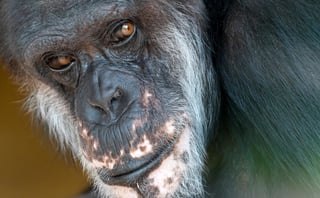 Un nuevo estudio publicado en la revista Nature revela que por primera vez se ha detectado lepra en chimpancés salvajes, en concreto en dos poblaciones de África Occidental no conectadas entre sí, en Guinea-Bissau y Costa de Marfil. (ARCHIVO)
 