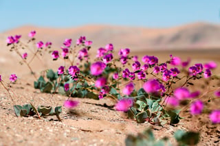 Algunos lo definen como un 'misterio', otros como un 'milagro': cada cierto tiempo, el desierto de Atacama, una de las zonas más áridas del mundo, se recubre con un manto de miles de flores en un vibrante y colorido espectáculo que, según los expertos, podría verse amenazado por el cambio climático. (ESPECIAL) 
 