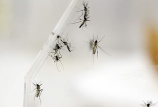 La población debe participar con la reducción del número de depósitos de agua que pueden servir como criaderos de mosquitos. (ARCHIVO)