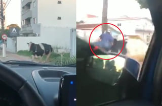 En el video que acumula más de un millón de reproducciones en Twitter, muestra a un motociclista siendo arrollado por una vaca que 'apareció de la nada' (CAPTURA) 