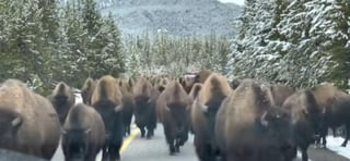 Los bisontes caminaron tranquilamente entre los vehículos (CAPTURA)