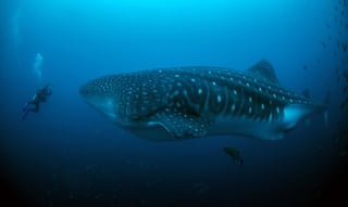 Un estudio genético realizado en el Pacífico de Panamá por investigadores del Smithsonian y del Servicio Geológico de los Estados Unidos da luces para la protección del tiburón ballena, un animal en peligro de extinción. (ARCHIVO)