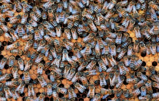 El proyecto compila información sobre la apicultora en México y las características de las abejas. (ARCHIVO)