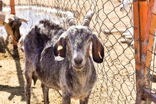 Entre enero y octubre de 2021 la producción de carne de cabra en Durango fue de 801 toneladas, de acuerdo con el reporte de la Sader. (EL SIGLO DE TORREÓN)