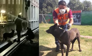 Tras días de búsqueda, personal de Protección Civil del Metro, localizó al can atrapado en las vías para ser trasladado a al Centro de Transferencia Canina (TWITTER)