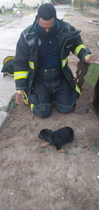 Bomberos de Gómez Palacio rescatan a dos caninos en apuros; uno estaba atrapado en un pozo y otro en un tinaco. (EL SIGLO DE TORREÓN)