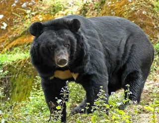 Se estima que la población de osos negros, principalmente en la región Sureste de Coahuila, aumentó un 300 %. (ARCHIVO)