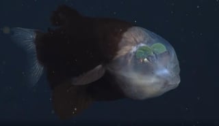 Debido a las 'extrañas' características que posee el pez encontrado en las profundidades del océano en las costas de EUA, éste ha llamado la atención del público en redes sociales (CAPTURA) 