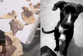 A través de TikTok, una mujer compartió la 'travesura' que hicieron sus perros con su aguinaldo (CAPTURA)