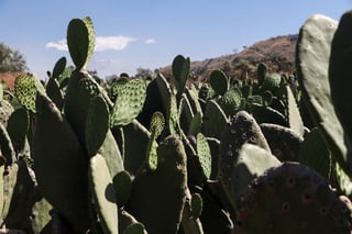 El proyecto comenzará en Zacatecas, en beneficio de agricultores y ganaderos que requieran incrementar la productividad de sus unidades de producción para autoconsumo y venta de excedentes. (ARCHIVO)