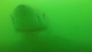 El tiburón dañó la cámara (CAPTURA)
