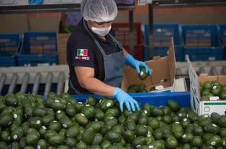 Costa Rica suspendió la importación del aguacate mexicano por temor a la presencia del viroide de la mancha del sol (ASBVd). (ARCHIVO)
