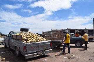 Hoy o mañana empieza a salir la producción de melón en la ciudad de San Pedro y se tienen expectativas positivas.