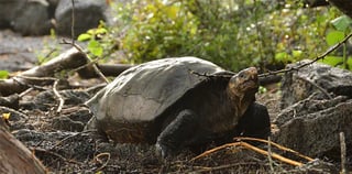 En la actualidad, existen 14 especies diferentes de tortugas gigantes de las Galápagos. (EFE)
