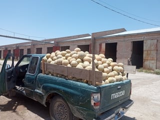 El viernes salieron los primeros camiones cargados de melón, de las cosechas del municipio de San Pedro. (EL SIGLO DE TORREÓN)