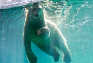 La subpoblación de osos hallada en el sureste de Groenlandia es de unos pocos centenares. (EFE)