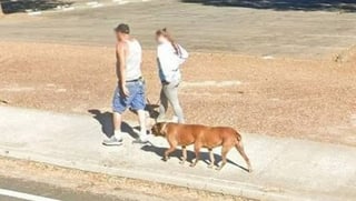 VIRAL: Captan a perro de 'seis patas' en Google Maps