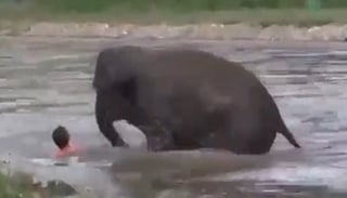 Elefante salva a un hombre y video se vuelve viral
