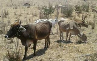 Este 2022 la sequía ha ocasionado la muerte de alrededor de 300 cabezas de ganado en Durango.