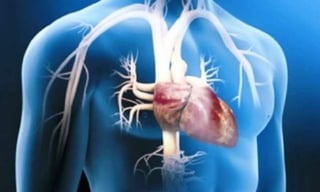 Mandíbula de los Habsburgo: Endogamia y morfología facial - BMN