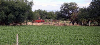 El titular de la Sader estará en Durango para anunciar que el estado podrá entrar al apoyo de fertilizantes al sector social. (EL SIGLO DE TORREÓN)