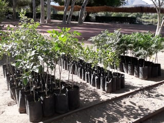 Son mas de 20 mil árboles los que serán entregados a los ciudadanos y plantados en espacios públicos. (EL SIGLO DE TORREÓN)