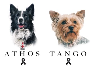 Realizarán primer juicio por maltrato animal en Querétaro buscando justicia para 'Athos' y 'Tango'