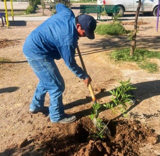 Se han plantado más de 100 árboles en distintos sectores.