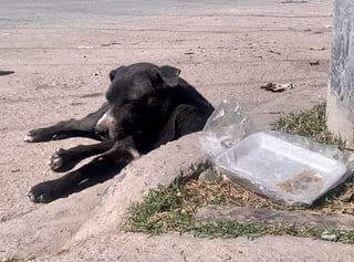 En Coahuila no se ha presentado ningún caso de rabia en humanos transmitida por un perro desde 1995.