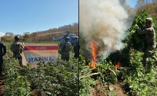 Localizan y destruyen plantíos de amapola y marihuana en Sinaloa