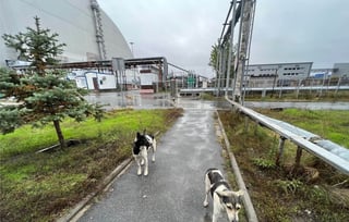 Las muestras se recogieron en perros que vivían en la ciudad de Chernóbil (a 15 km) y en Slavutych (a 45 km). (ESPECIAL)