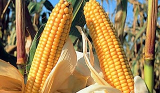 El Gobierno mexicano no convenció a Estados Unidos de que las medidas contra el maíz genéticamente modificado y otros productos biotecnológicos tengan bases científicas. (ARCHIVO)