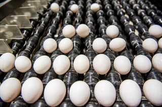 Durango aporta el 2.6 % de la producción de huevo en el país. (EL SIGLO DE TORREÓN)