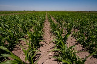 Productores de maíz no están seguros de sembrar este año ante el bajo precio en el que se compra el grano. (EL SIGLO DE TORREÓN)