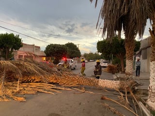 Se reportó la caída de árboles en distintos sectores de Gómez Palacio. (EL SIGLO DE TORREÓN)