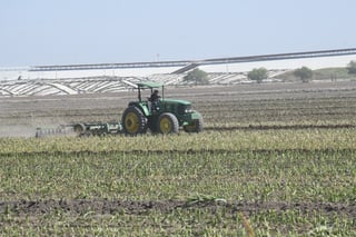 El Inegi dio a conocer el Censo Agropecuario 2022, que refleja un incremento en la superficie agrícola en todo el país. (EL SIGLO DE TORREÓN)