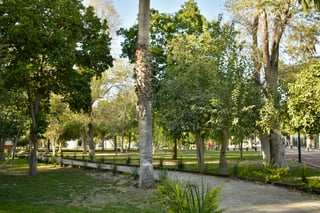 Coahuila fue la entidad que registró el mayor porcentaje de pérdida de superficie cubierta de árboles.