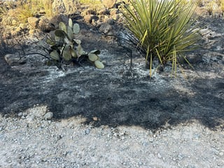  Como resultado de este incendio se dañaron palmas y mezquites, además de orégano que se cultiva en esa región. (EL SIGLO DE TORREÓN)