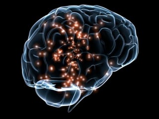 El cerebro es un órgano muy complejo, con una gran variedad entre individuos en términos del volumen total.