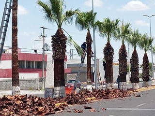 Permanentemente realizan acciones de mejoras urbanas, que incluye el mantenimiento de palmas.