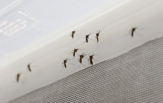 El mosquito es más activo temprano en la mañana y al anochecer, por lo que estos son los períodos de mayor riesgo de picaduras. (ARCHIVO) 