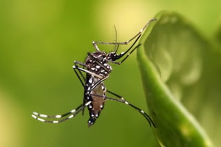 Aunque el culex no es transmisor del dengue, se debe de atacar con la aplicación del larvicida.