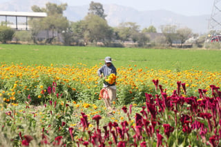 El municipio se prepara para la producción de 60 hectáreas de flor de temporada.