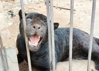 El jaguar de color negro, considerado como un animal exótico y en peligro de extinción, estaba en una jaula.