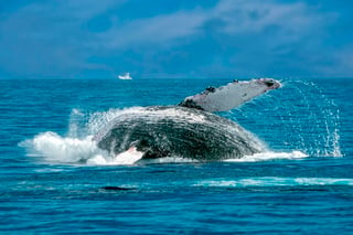 La menopausia explica por qué algunas ballenas viven tanto tiempo
